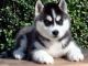 Siberian Husky Puppies for sale in Odessa, TX, USA. price: NA