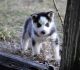 Siberian Husky Puppies for sale in Odessa, TX, USA. price: NA