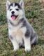 Siberian Husky Puppies for sale in Vancouver, WA, USA. price: NA