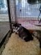 Siberian Husky Puppies for sale in Delvinë District, Albania. price: 650 ALL