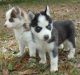 Siberian Husky Puppies for sale in Gunnison, CO 81230, USA. price: $500