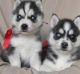 Siberian Husky Puppies for sale in Akron, OH, USA. price: NA