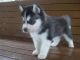 Siberian Husky Puppies for sale in Midland, TX, USA. price: NA