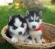 Siberian Husky Puppies for sale in Fargo, ND, USA. price: NA