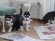 Siberian Husky Puppies for sale in Spokane, WA, USA. price: $13