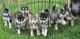 Siberian Husky Puppies for sale in Georgetown, TX, USA. price: NA