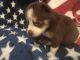 Siberian Husky Puppies for sale in Charter Twp of Clinton, MI 48036, USA. price: NA