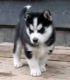 Siberian Husky Puppies for sale in Chaparral, Belen, NM 87002, USA. price: NA