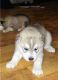 Siberian Husky Puppies for sale in Mineral Wells, TX, USA. price: NA