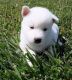 Siberian Husky Puppies for sale in Quanah, TX 79252, USA. price: NA