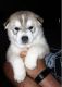 Siberian Husky Puppies for sale in Goliad County, TX, USA. price: NA