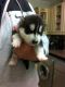 Siberian Husky Puppies for sale in Susanville, CA, USA. price: NA