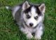 Siberian Husky Puppies for sale in Olympia, WA, USA. price: $300