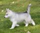 Siberian Husky Puppies for sale in Vancouver, WA, USA. price: $650