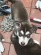 Siberian Husky Puppies for sale in Brownfield, TX 79316, USA. price: NA