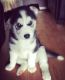 Siberian Husky Puppies for sale in Brownfield, TX 79316, USA. price: NA