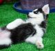 Siberian Husky Puppies for sale in Marble Falls, Dallas, TX 75287, USA. price: NA