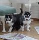 Siberian Husky Puppies for sale in Marble Falls, Dallas, TX 75287, USA. price: NA