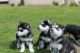 Siberian Husky Puppies for sale in Indian Grove, Toronto, ON, Canada. price: NA