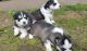 Siberian Husky Puppies for sale in Memphis, TN 37501, USA. price: NA