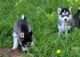 Siberian Husky Puppies for sale in Memphis, TN 37501, USA. price: NA