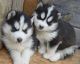 Siberian Husky Puppies for sale in 1624, Gonzales, LA 70737, USA. price: NA