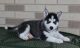 Siberian Husky Puppies for sale in Mooreton, ND 58061, USA. price: NA