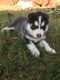 Siberian Husky Puppies for sale in South Houston, TX, USA. price: NA
