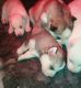 Siberian Husky Puppies for sale in Alaska Rd S, Fort St John, BC V1J, Canada. price: NA