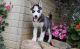 Siberian Husky Puppies for sale in Macomb, MI 48042, USA. price: NA