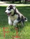 Siberian Husky Puppies for sale in Chesterfield Township, MI, USA. price: NA