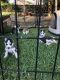Siberian Husky Puppies for sale in 730 FM 1960, Humble, TX 77338, USA. price: NA