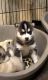 Siberian Husky Puppies for sale in Dalhart, TX 79022, USA. price: NA