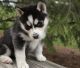 Siberian Husky Puppies for sale in Austin, TX, USA. price: $500