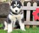 Siberian Husky Puppies for sale in Eastpointe, MI 48021, USA. price: NA