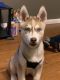 Siberian Husky Puppies for sale in Quinlan, TX 75474, USA. price: NA