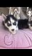 Siberian Husky Puppies for sale in Hamilton, OH, USA. price: NA