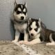 Siberian Husky Puppies for sale in Mansfield, TX 76063, USA. price: $750