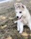 Siberian Husky Puppies for sale in Vancouver, WA 98661, USA. price: $700