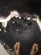Siberian Husky Puppies for sale in Ludington, MI 49431, USA. price: $775