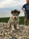 Siberian Husky Puppies for sale in Sparta, MI 49345, USA. price: $700