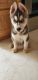 Siberian Husky Puppies for sale in Deer Park, WA 99006, USA. price: $750