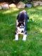 Siberian Husky Puppies for sale in Fairlawn, OH, USA. price: NA