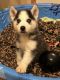Siberian Husky Puppies for sale in Commerce, TX 75428, USA. price: NA