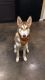 Siberian Husky Puppies for sale in Austin, TX, USA. price: $700