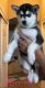 Siberian Husky Puppies for sale in Central California, CA, USA. price: NA