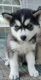 Siberian Husky Puppies for sale in McAllen, TX 78503, USA. price: NA