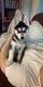 Siberian Husky Puppies for sale in Lacey, WA, USA. price: $800