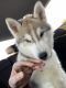 Siberian Husky Puppies for sale in Hamilton, OH 45014, USA. price: NA