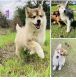 Siberian Husky Puppies for sale in Austin County, TX, USA. price: $800